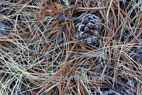 grass cone pineneedles 3338 graphic